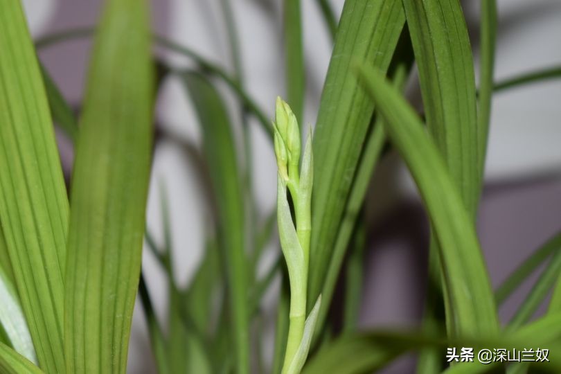 兰花带花芽翻盆后如何养不会消苞,兰花发花芽阶段怎样养护和管理