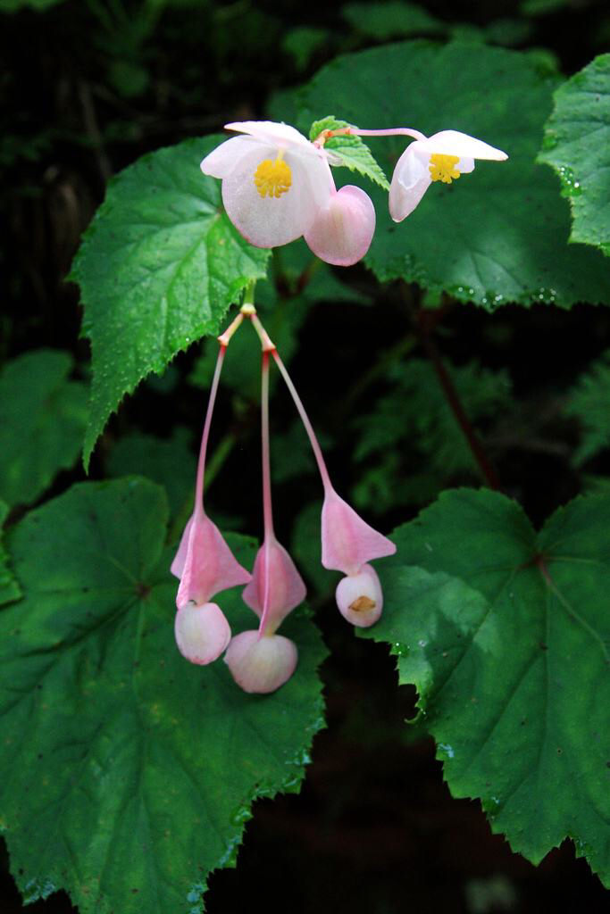 红黑二丸药材图片,红黑二丸主治什么