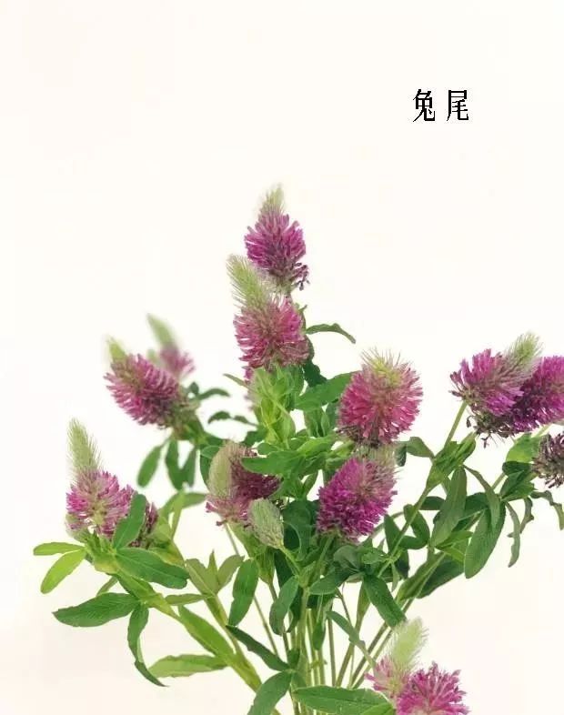 花店里同款的两种不同价格的花材,花店最容易被顾客误解的几种花材