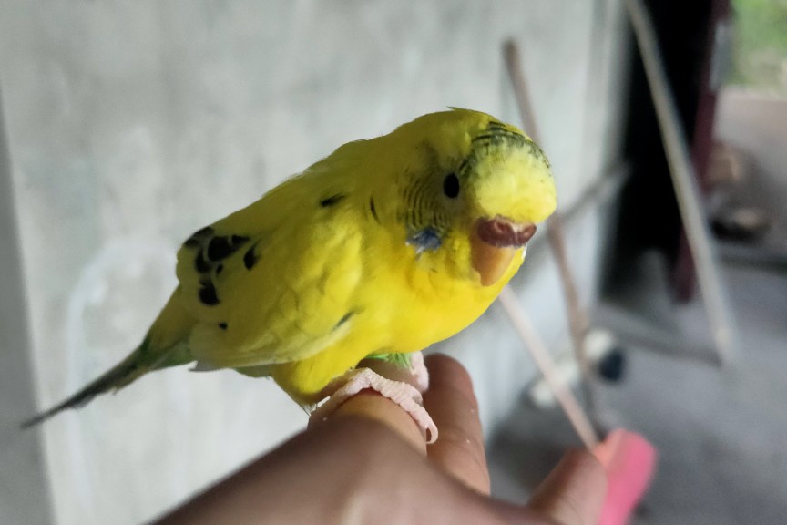 虎皮鹦鹉一共几种颜色,虎皮鹦鹉哪个品种最聪明