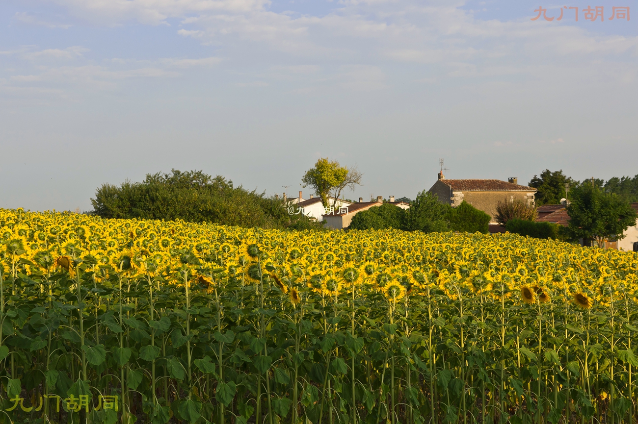法国旅游葡萄酒庄,法国波尔多酒庄旅游攻略