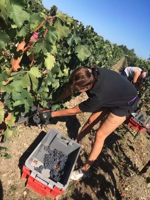 法国葡萄园干活,在法国上班