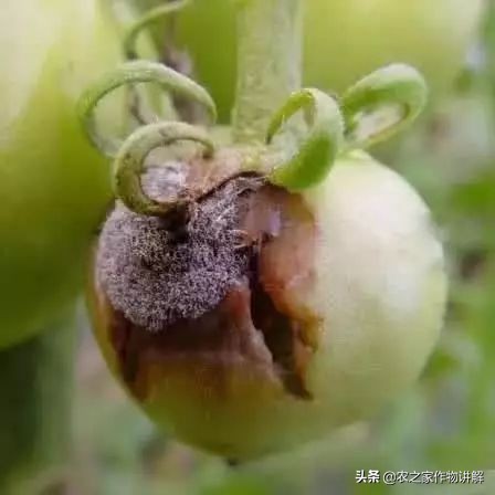 西红柿着色不均预防,大棚西红柿裂口并腐烂是什么原因