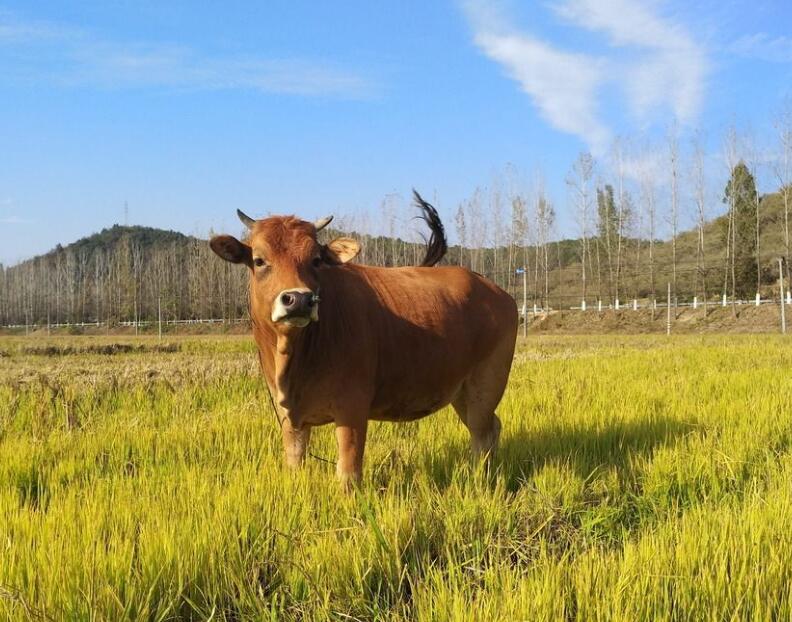 黄牛喂养配方,断奶小黄牛饲喂方法