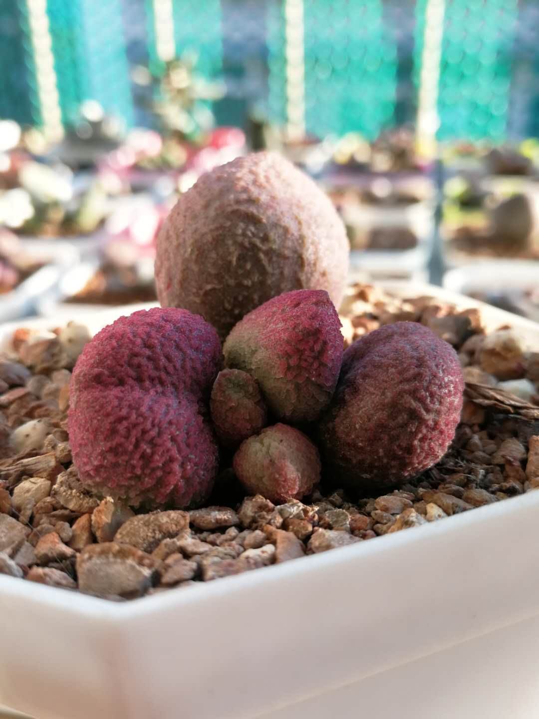 全部水泡类多肉,水泡多肉耐冻不