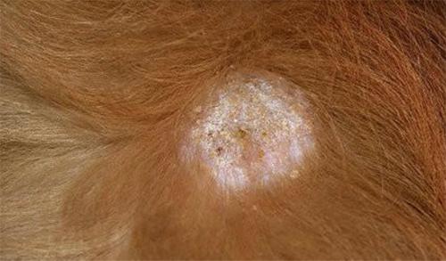 小金毛身体有跳蚤弄的皮癣怎么办,小金毛长癣用什么药