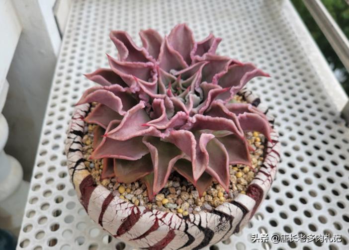 多肉饺子皮夏天,多肉饺子皮该如何养护