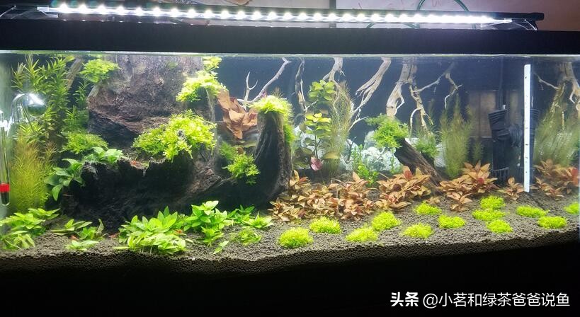 水族缸造景注意事项,屏风鱼缸假山造景误区