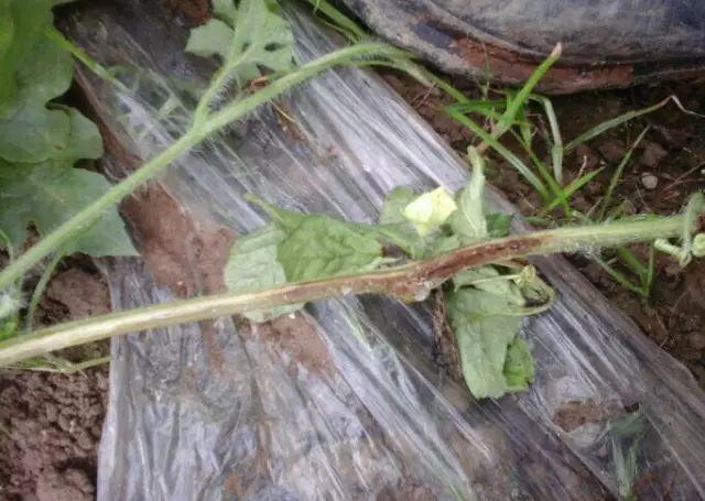 西瓜裂蔓会自愈吗,西瓜裂蔓可以用百菌清灌根吗