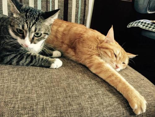 告诉你们养猫到底有什么好处,告诉你养猫的十个好处