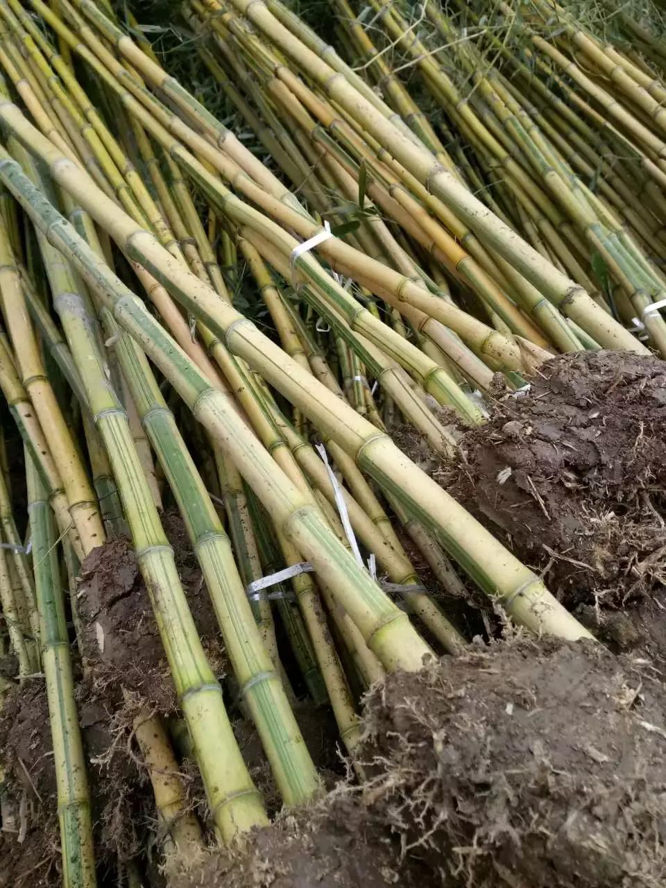 「苗木通新晋会员」湖州陈春耕：细节具体、价格适中、售后保障