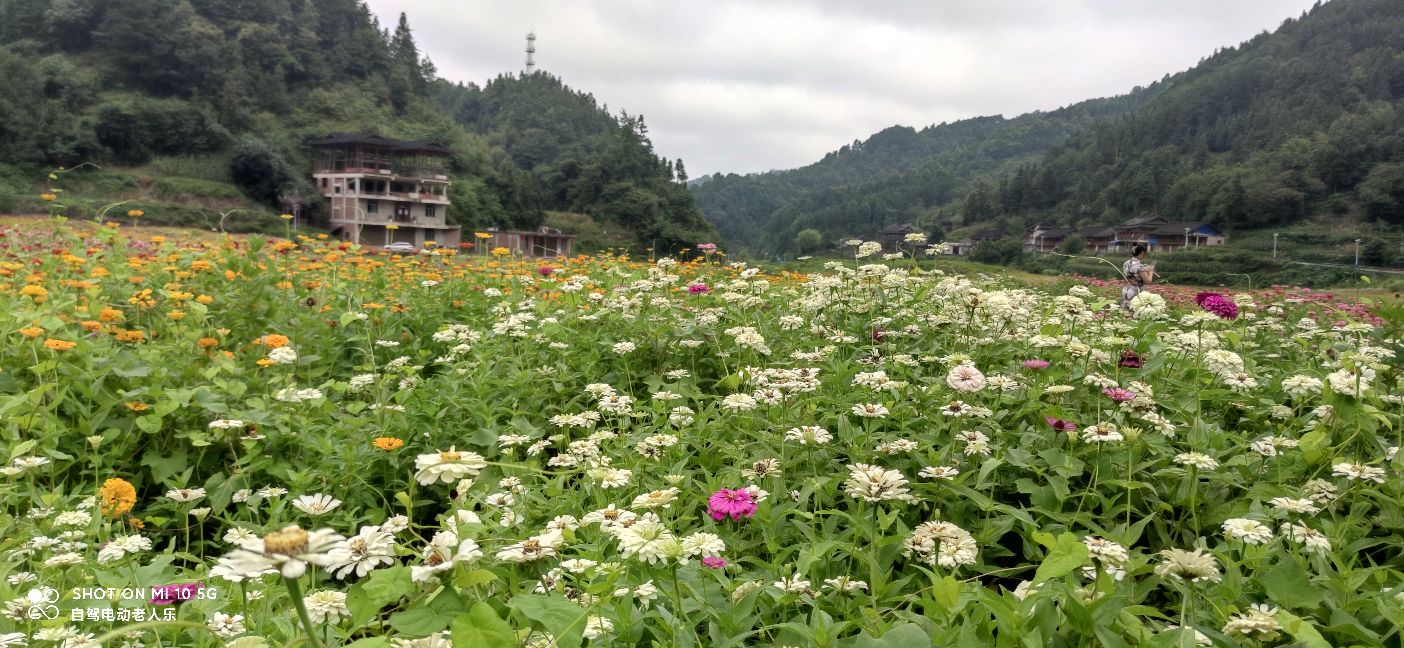 贵州麻江百日菊花海盛开,三都产蛋岩景区