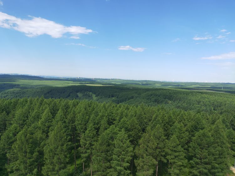 美丽的高岭塞罕坝,美丽的高岭朗诵