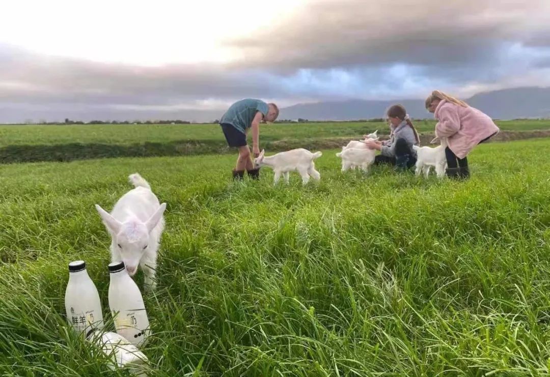 蒙臻婴幼儿羊奶粉配方,典极儿童羊奶粉价格