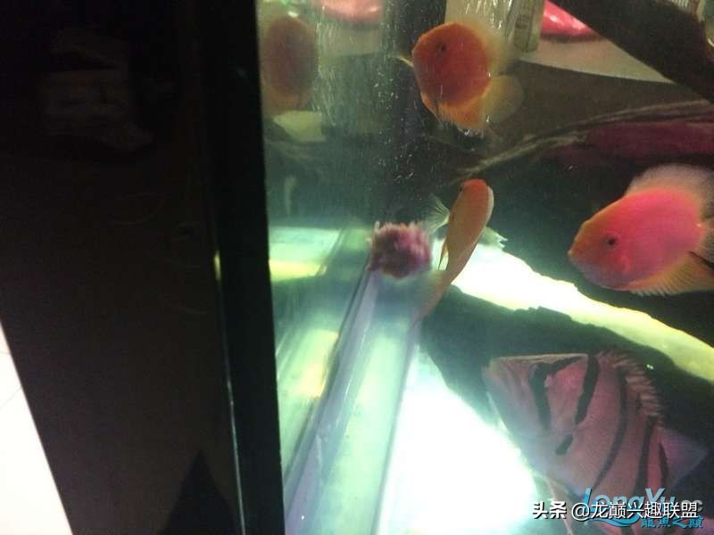 手把手教你做龙鱼最强营养秘方食谱--鲜虾牛肉狮子头，别馋哈