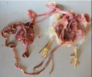 家禽疾病诊断及解剖步骤,家禽解剖特点