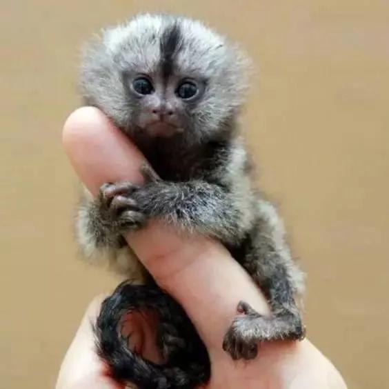 猴子72变图片,看看猴子