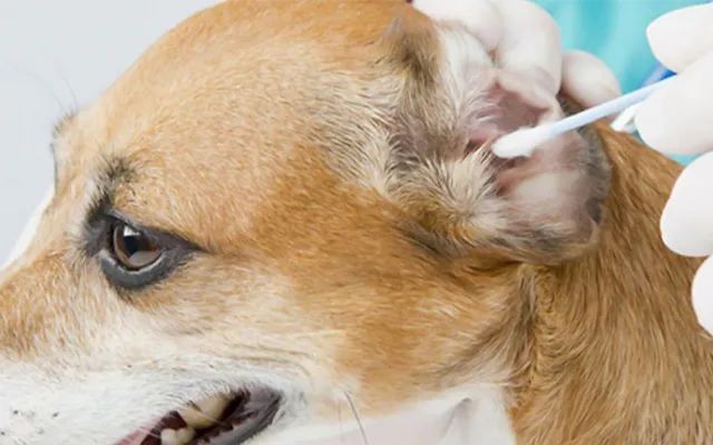 又一只狗被棉签掏聋:主人处理的方法,比耳螨更可怕