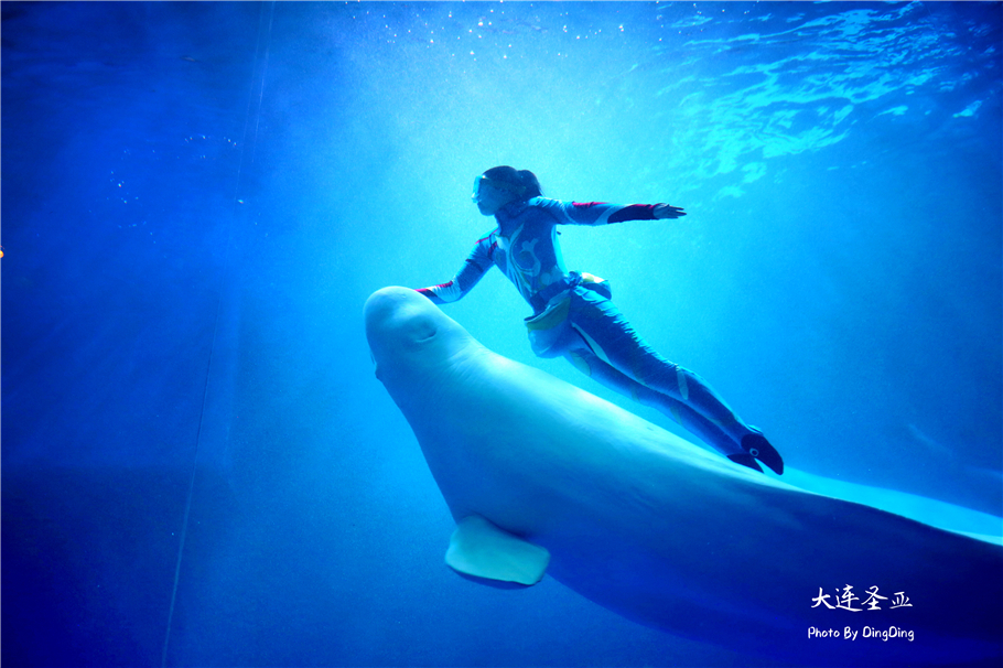 北方明珠活力四射的浪漫之都大连，国内最具特色的海洋世界圣亚