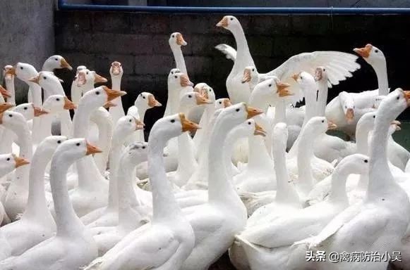 养鹅怎么养最快最有效方法,冬天养鹅的最佳方法