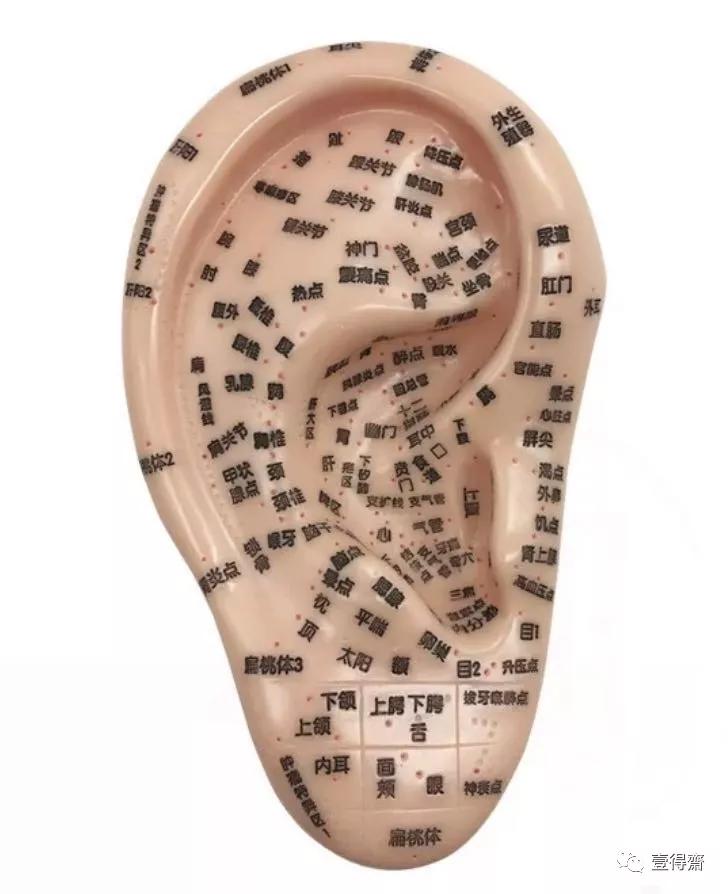 生活小诀窍——耳压治疗落枕