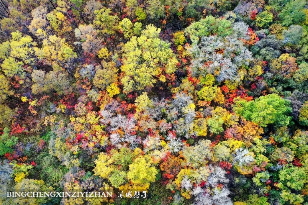 深秋的大兴安岭色彩斑斓,大兴安岭的秋天美景