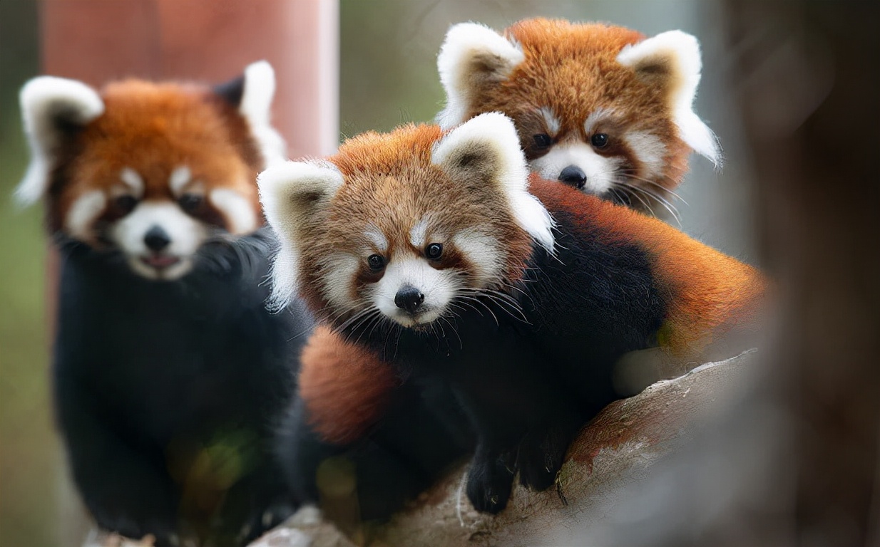 世界上最可爱的10种动物,世界上十种最可爱的动物