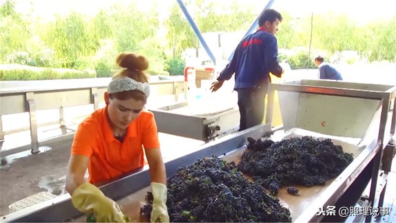 国外红酒为何不含二氧化硫,无农药残留红酒是真的吗