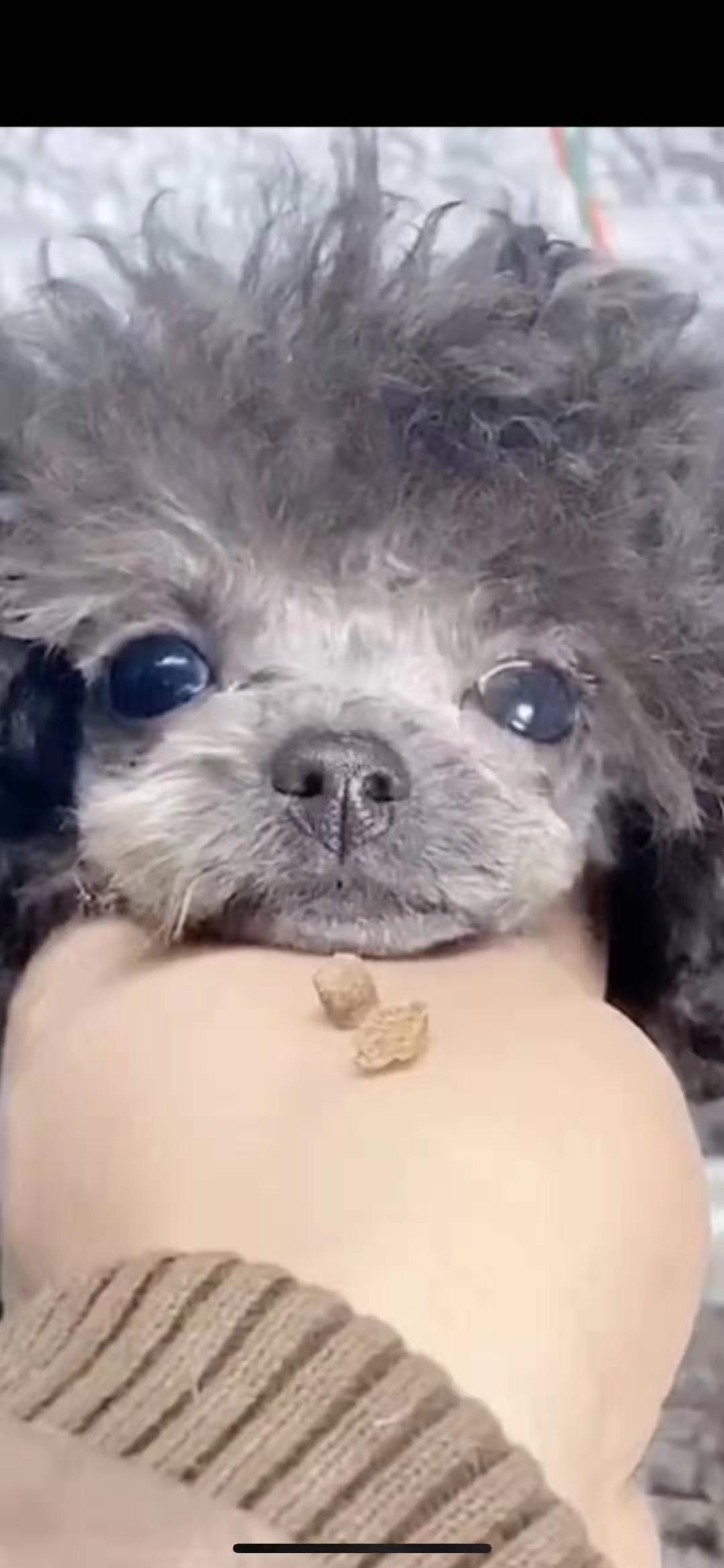 帮你选靠谱宠物猫,茶杯泰迪和超小体泰迪哪个好