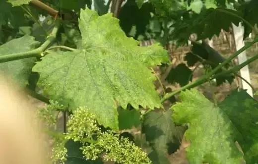 葡萄叶片黄化用什么药,葡萄叶黄化是怎么回事