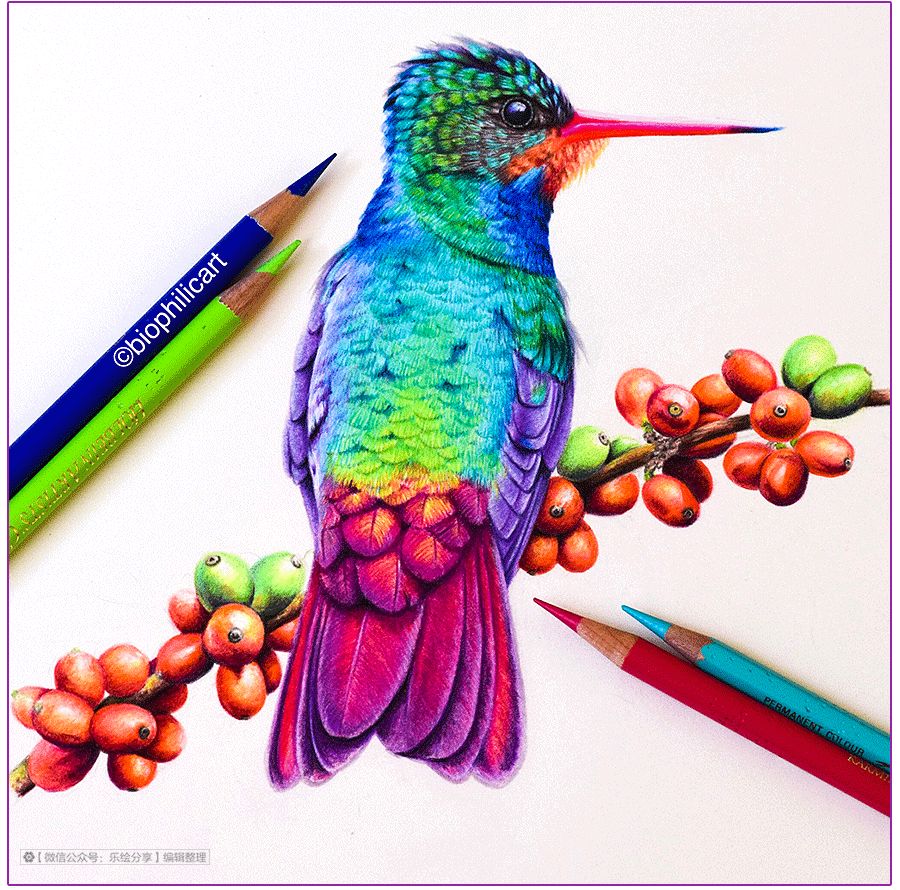 圆形牛皮纸彩铅画花鸟,彩铅画绿藤花鸟图片大全