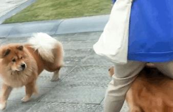 金毛比较温顺,金毛温顺嘛