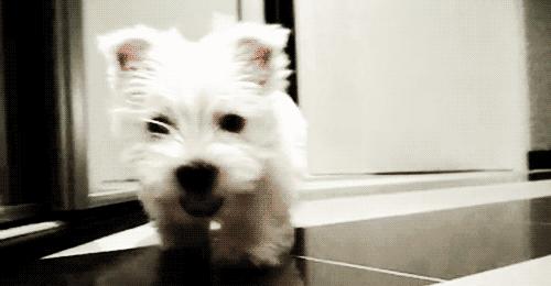 西高地白梗犬拔毛教程,西高地白梗犬美容