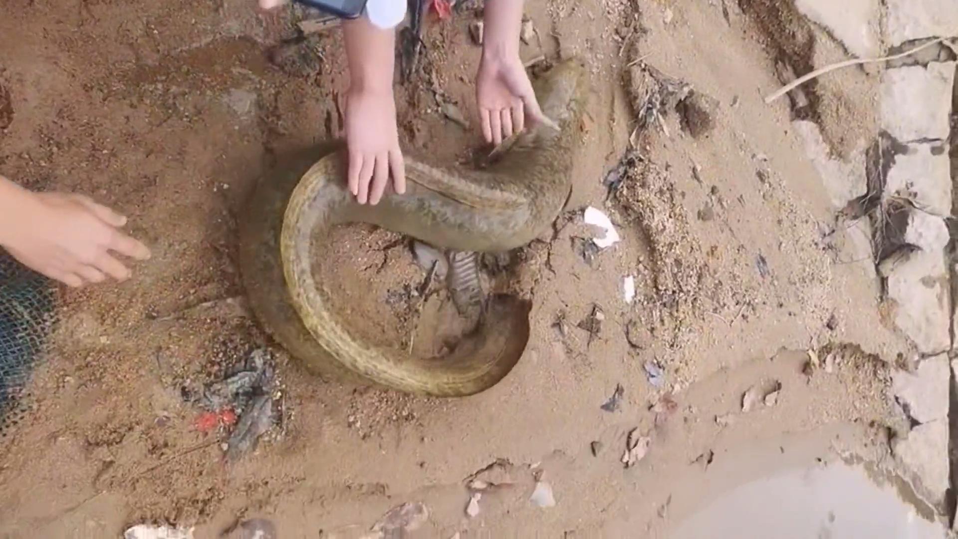 放生大量泥鳅,12斤泥鳅放生视频