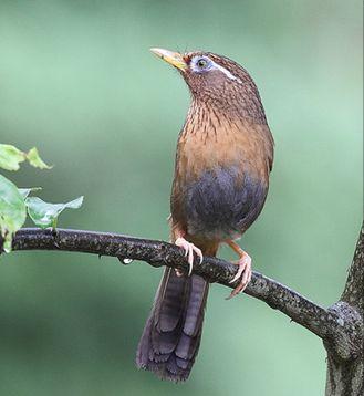 东江揽胜,惠州淡水常见鸟类图谱