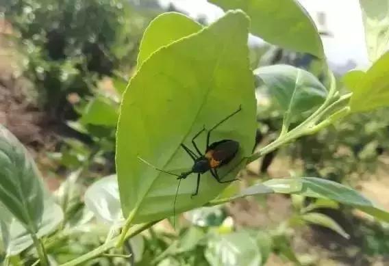 柑橘常见害虫高清图谱,柑橘常见害虫图片大全
