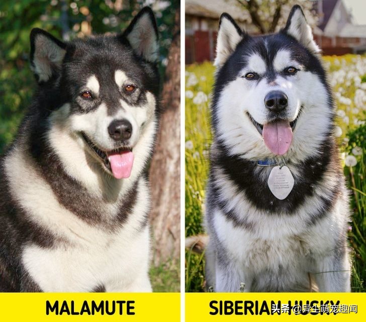 五大最难养的狗第三名金毛犬,金毛是最常见的狗狗种类