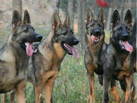 这是我见过最漂亮的狗狗,昆明犬品种介绍