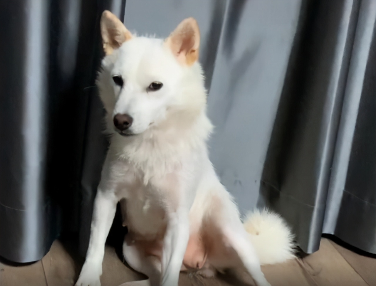 该不该让公狗生宝宝,要不要让小狗生宝宝