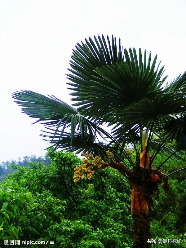 农村身边常见中草药不要错过这些宝贝！