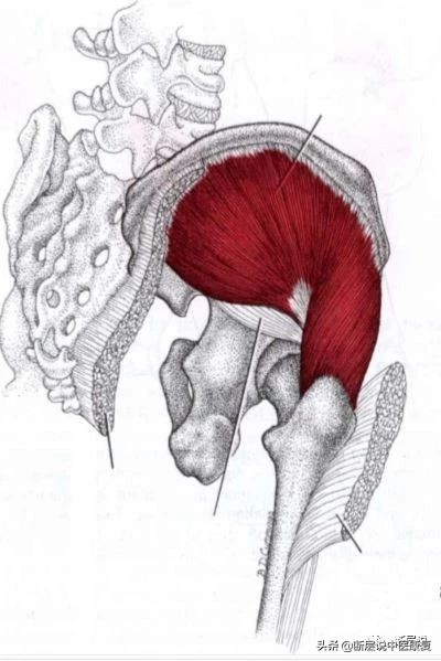 每日一肌臀中肌,每日一肌股四头肌