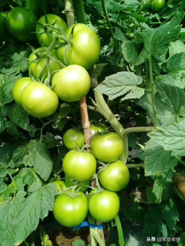 上海露天蔬菜种植时间表,青岛露天蔬菜种植时间表