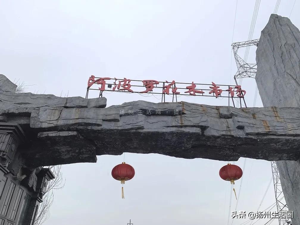 2元花盆批发清仓,2元花卉批发市场