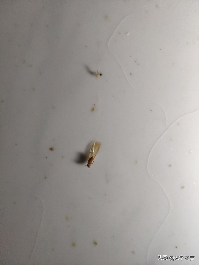 雨后家里全是小飞虫怎么办,夏天雨后出现的飞虫