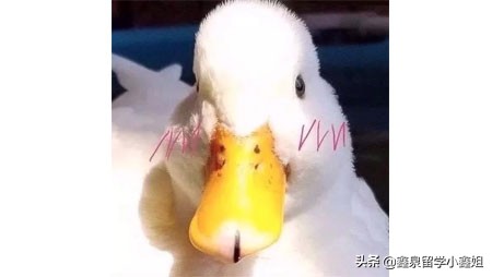 支付宝缴留学学费靠谱吗,你造吗