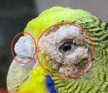 鹦鹉得癣了怎么办？