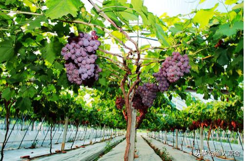 中国地理标志农产品品牌有标识吗,全国农产品地理标志排名