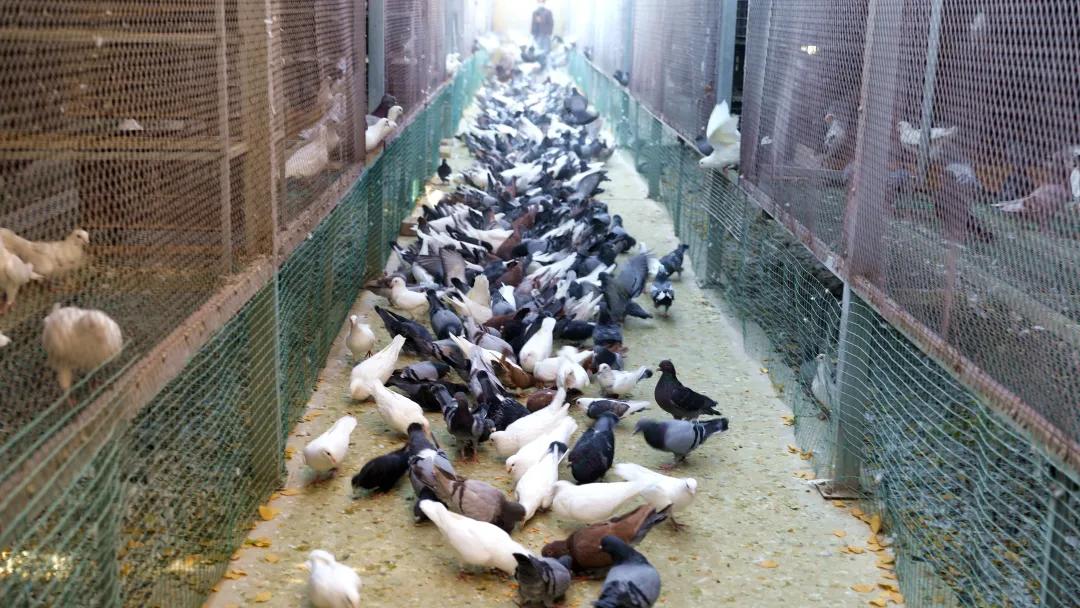 鑷村瘜璺笂楦藉０鍢逛寒,涓旀湯鑷村瘜璺笂楦藉０鍢逛寒