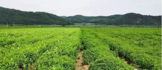 未来中药材种植是什么,中国现在的中药材种植情况