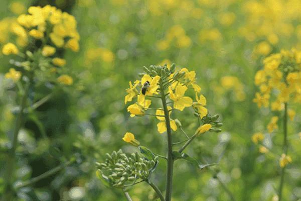 全国油菜花时间表,3月份哪里的油菜花最美